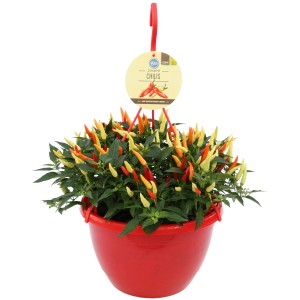 Blu Chili-Ampel Schwarze Perle im roten Topf, Früchte in Gelb, Orange und Rot.