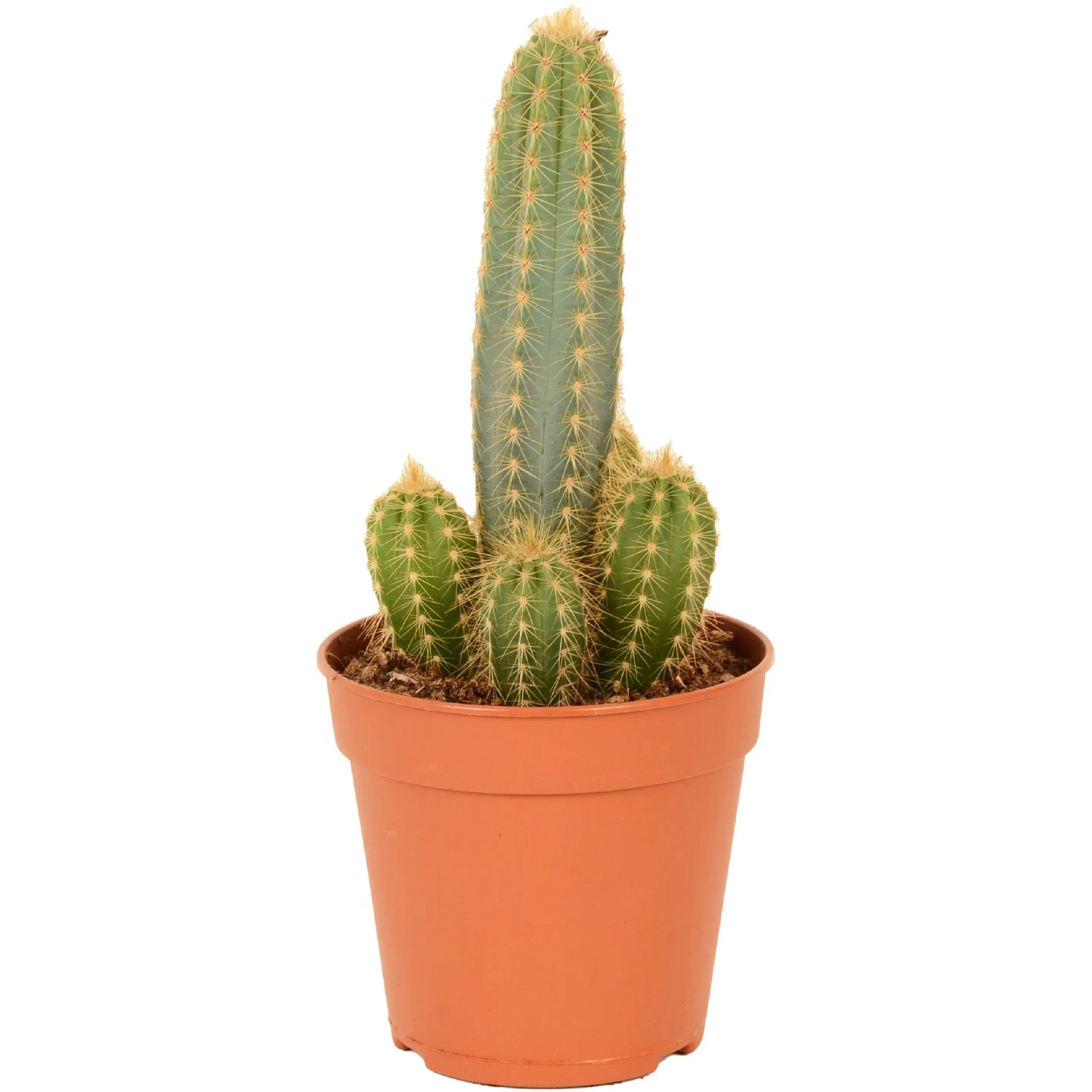 Kaktus sortiert Hhe ca. 35 cm Topf- 17 cm Cactus canarias kaufen bei OBI
