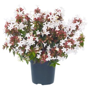 Abelie "Little Lady" Weiß Höhe ca. 10 - 20 cm Topf ca. 1 l Abelia grandiflora