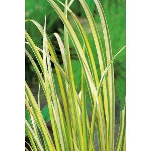 Kalmus 'Ogon' im Topf, Acorus gramineus mit gelb-grün gestreiften Blättern.