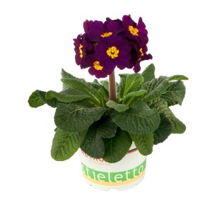 Hohe Schlüsselblume Lila im Topf, Frühjahrsblüher mit dunkelvioletten Blüten und gelber Mitte.