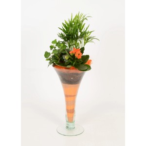 Pflanzenarrangement in Glas-Trompetenvase mit Kalanchoe, Bergpalme und Efeu, Topf ca. 16cm.