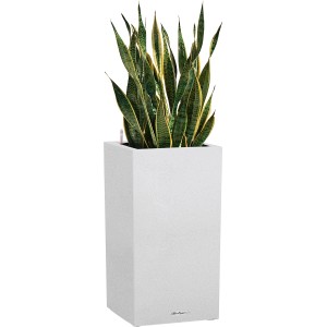 Hohes, weißes Lechuza Canto Stone Pflanzgefäß (40x76cm) mit Grünpflanze, geeignet für Innen & Außen.