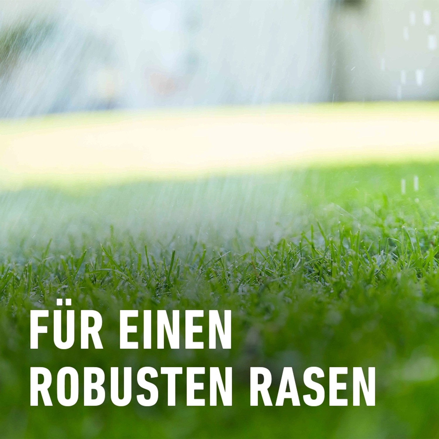 Gepflegter Rasen unter Beregnung. Compo Rasen-Langzeitdünger für dichten, grünen Rasen.