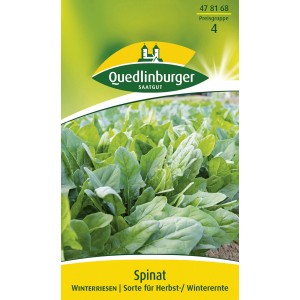 Quedlinburger Spinat ''Winter Riesen''