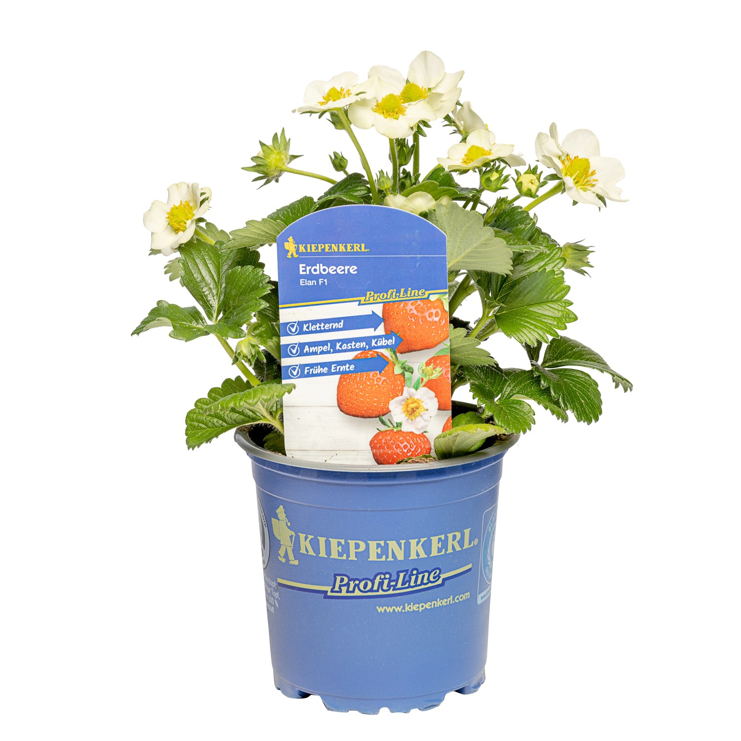Kiepenkerl Erdbeere "Elan F1" TopfØ ca. 12 cm Fragaria ananassa kaufen