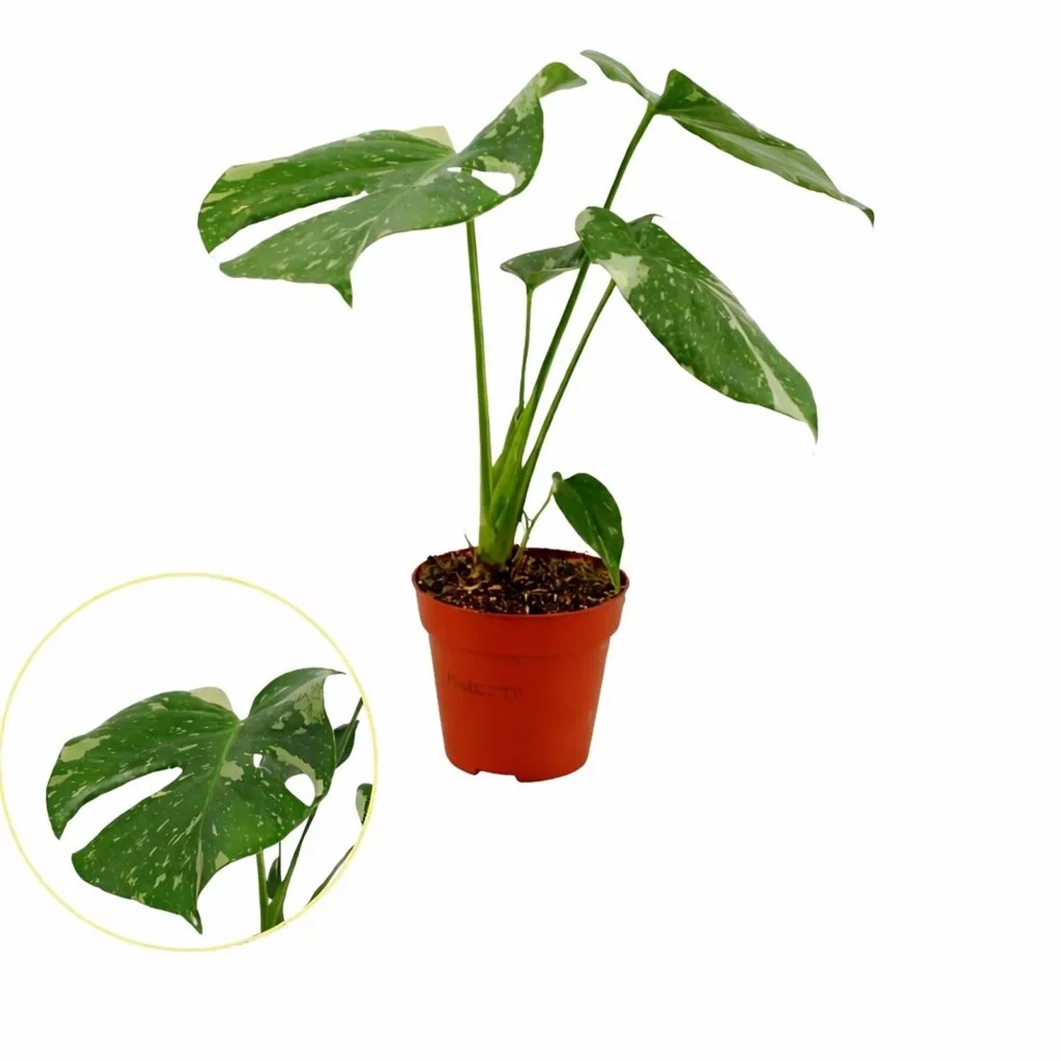 GROW by OBI Fensterblatt "Thai Constellation" Topf- ca. 12 cm kaufen bei  OBI