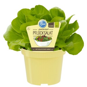 Blu Bio-Pflücksalat im Topf, frisches Blattgemüse für Salat.
