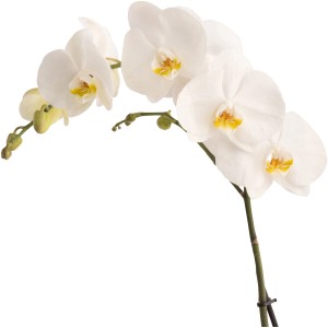 GROW by OBI Schmetterlingsorchidee Cambridge, weiße Blüten mit gelber Lippe.