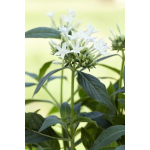 Fünfzahlstrauch 'BeeBright White' von GROW by OBI: Weiße, sternförmige Blüten und grüne Blätter.