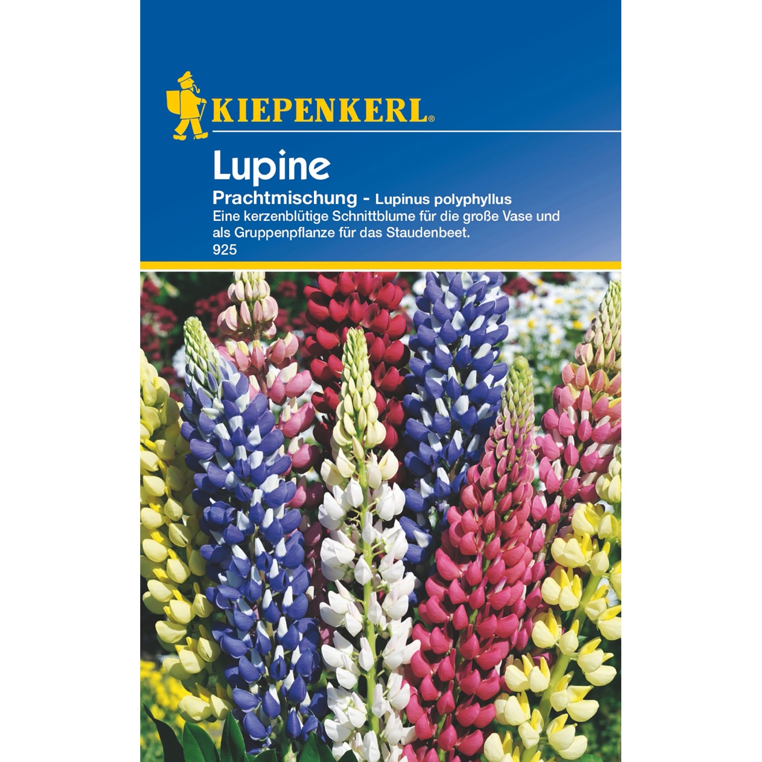 Lupine Winterhart kaufen bei OBI
