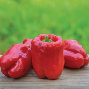 Rote Grow by OBI Blockpaprika "Capsicum annuum" im Topf, nah aufgenommen.
