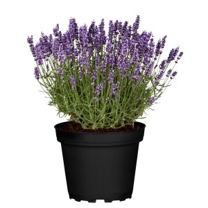 GROW by OBI Lavendel Hidcote Blue im Topf mit violetten Blüten.