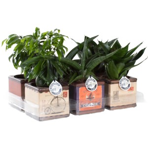 Arrangement mit Sukkulenten im Retro-Topf (Ø 10cm). Bepflanzte Schale für Innenräume.