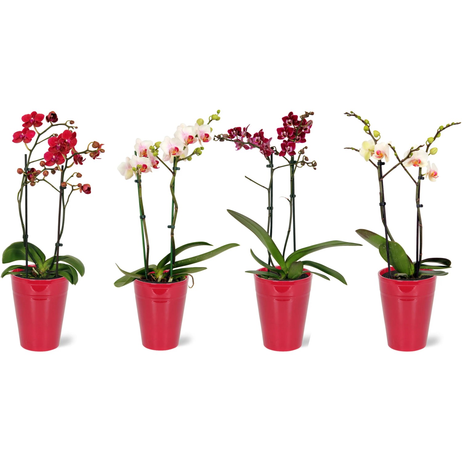 Schmetterlingsorchideen 'Red Lip' im roten Keramiktopf, verschiedene Farben.