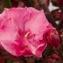 Nahaufnahme einer rosa GROW by OBI Oleander Blüte im Topf.