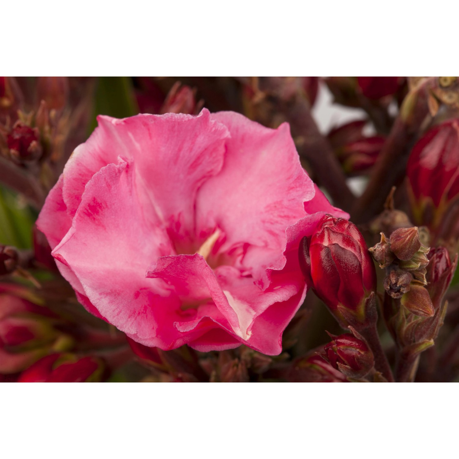 Nahaufnahme einer rosa GROW by OBI Oleander Blüte im Topf.