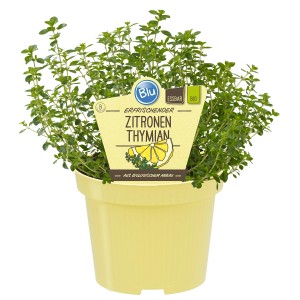 Blu Zitronen-Thymian Topf-Ø ca. 12 cm