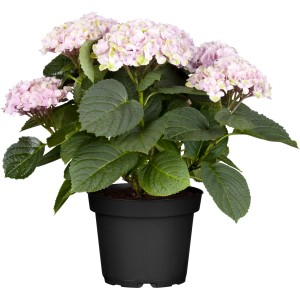 Bauernhortensie "Magical Juwel" Rosa Höhe ca. 30 cm - 40 cm Topf ca. 5 l