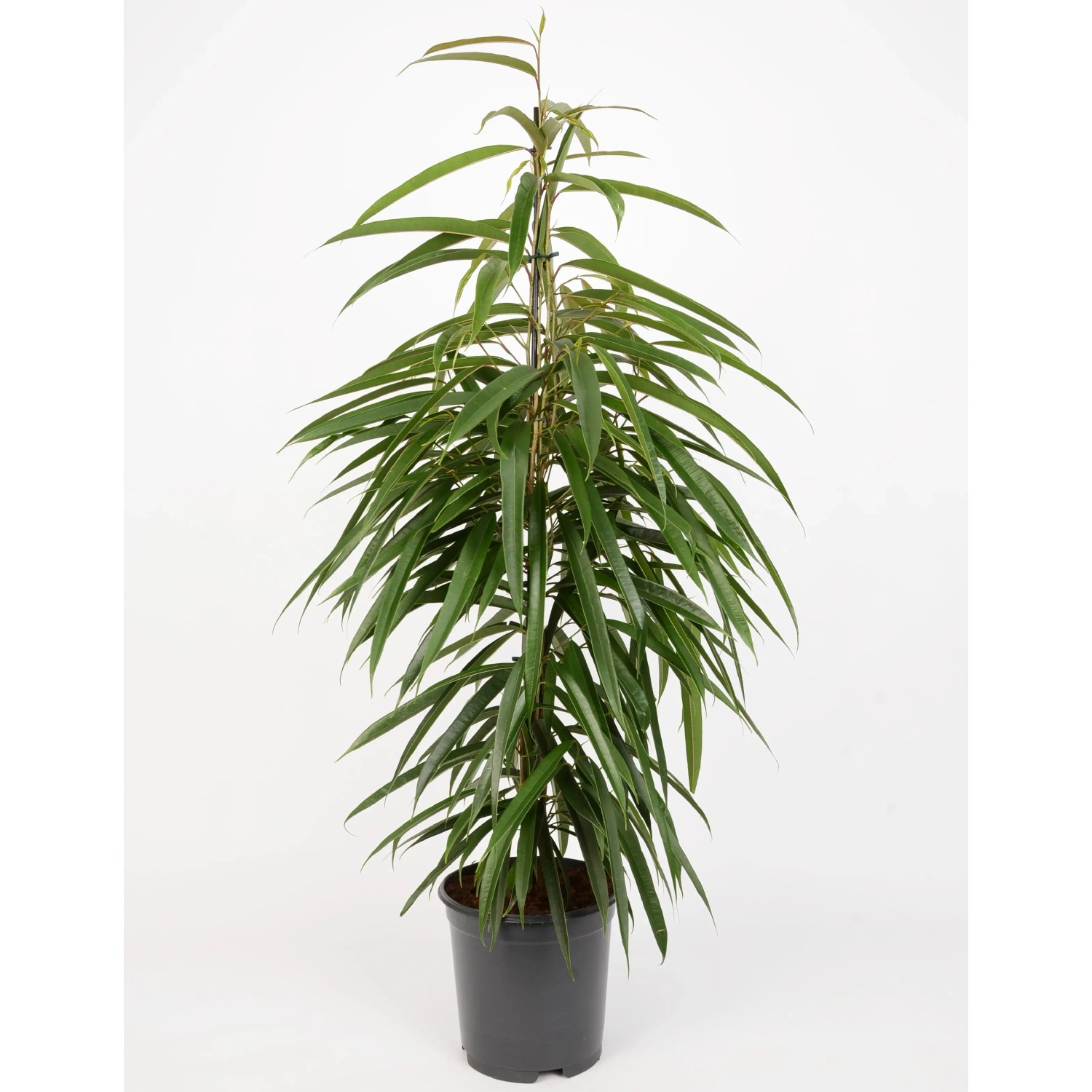GROW by OBI Birkenfeige sortiert Hhe ca. 95-105 cm Topf  21 cm Ficus  Benjamina kaufen bei OBI