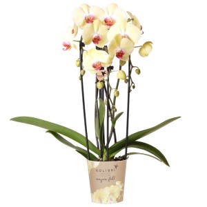 Gelbe Schmetterlingsorchidee Niagara Fall im Topf, Höhe 35-40 cm. Dekorative Zimmerpflanze.