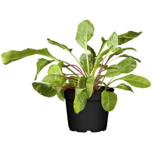 Mangold Beta im Topf (Ø 15cm): Blattgemüse mit farbigen Stielen im schwarzen Topf.