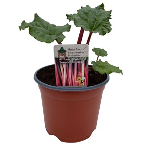 Naturfreund Himbeer-Rhabarber im Topf, ca. 19cm. Rhabarberpflanze mit roten Stielen und grünen Blättern.