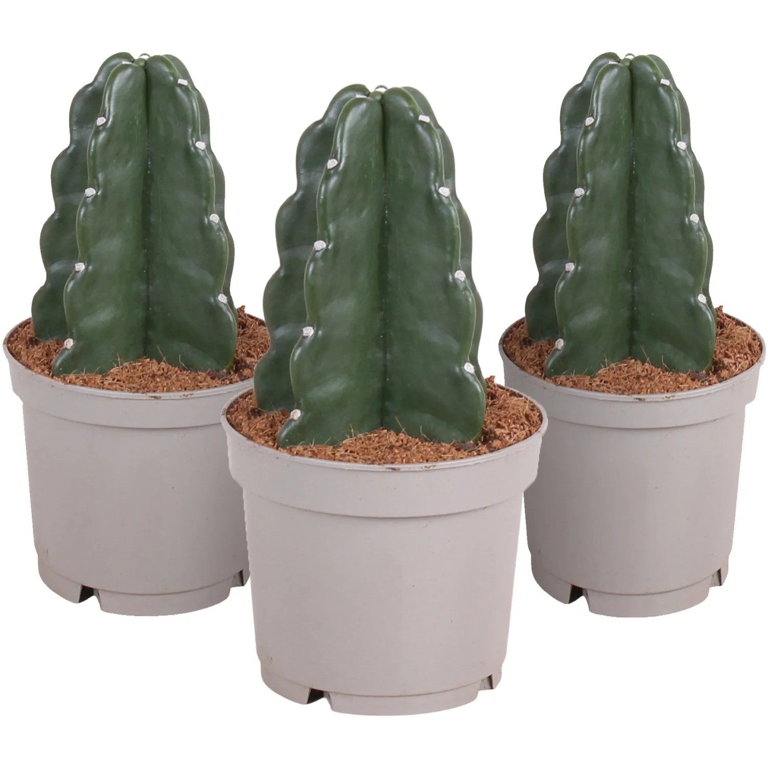 Kaktus "Cuddly Cactus" Hhe ca. 20-25 cm Topf- ca. 12 cm kaufen bei OBI