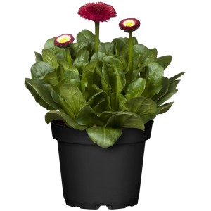 Gänseblümchen Rot im Topf, eine farbenfrohe Frühjahrsbepflanzung für Beet und Kübel.