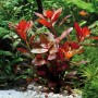 Dennerle Aquariumpflanze Ludwigia Repens Rubin mit roten Blättern im Aquarium.