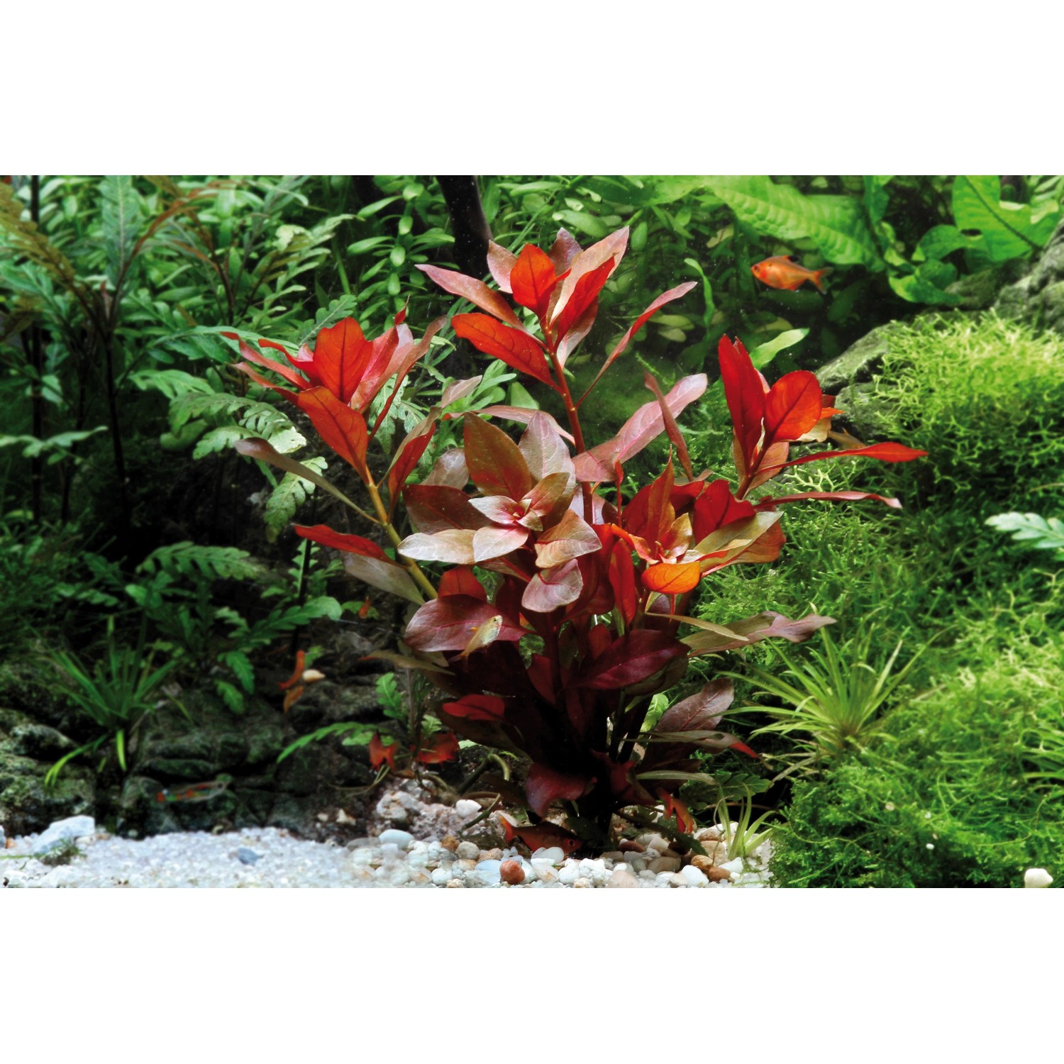 Dennerle Aquariumpflanze Ludwigia Repens Rubin mit roten Blättern im Aquarium.
