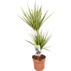 Drachenbaum (Dracaena) im Topf, verschiedene Sorten mit grün-gelben Blättern.