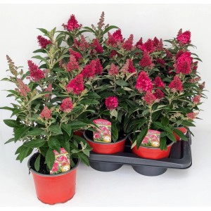 Sommerflieder 'Butterfly Candy Ruby' im Topf: Kompakter, rot blühender Schmetterlingsflieder für Garten & Kübel.