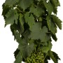 Weinrebe 'Hellgelb' im Topf mit grünen Blättern und hellen Trauben. Ideal für Garten und Balkon.