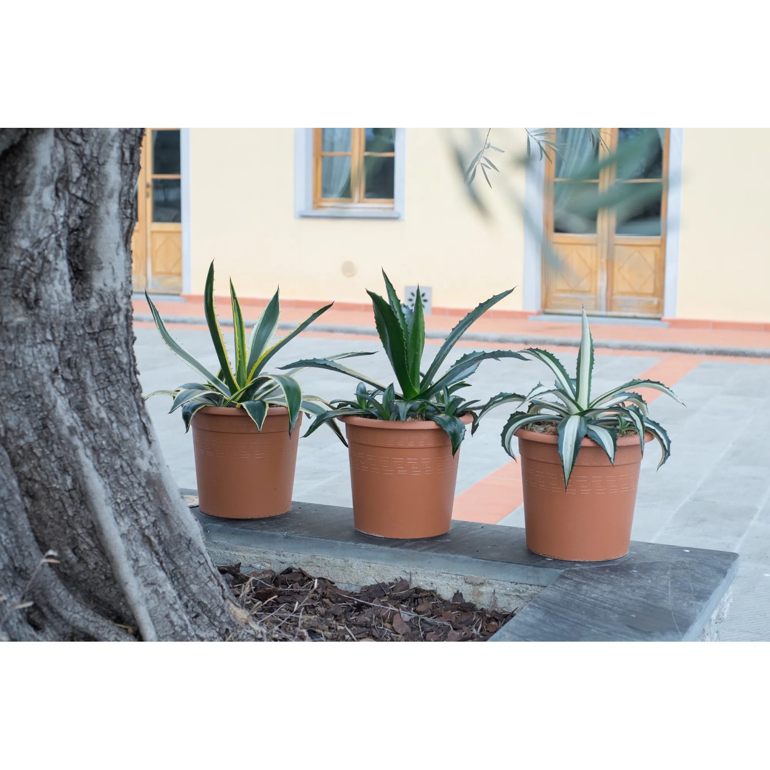 GROW by OBI Amerikanische Agave Hhe ca. 20 cm Topf ca. 6 l Agave americana  kaufen bei OBI