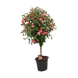 Fuchsie Hochstamm im Topf, ca. 100cm hoch, mit roten und weißen Blüten.