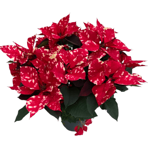 GROW by OBI Weihnachtsstern "Fantasy Star Pink" Topf-Ø ca. 17 cm Euphorbia