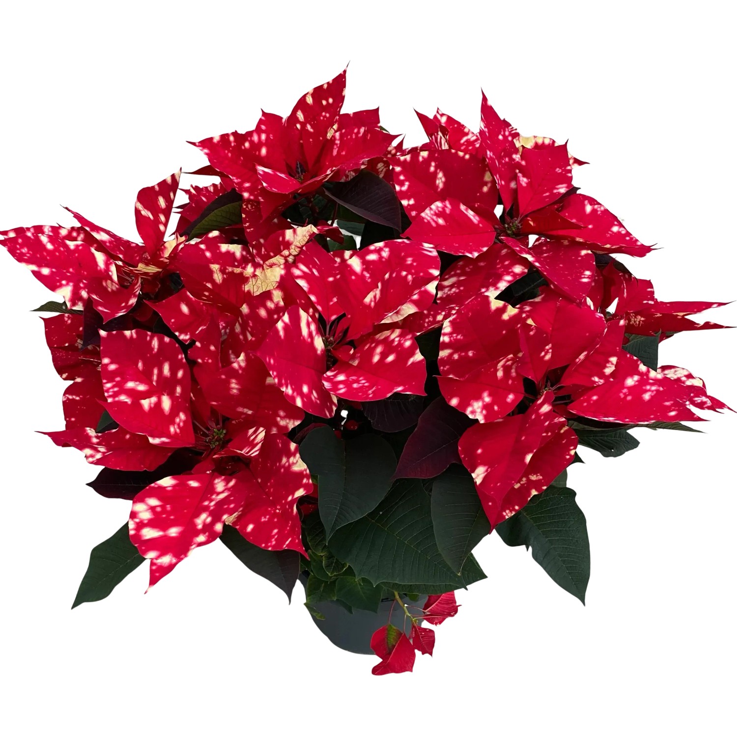 GROW by OBI Weihnachtsstern "Fantasy Star Pink" Topf- ca. 17 cm Euphorbia  kaufen bei OBI