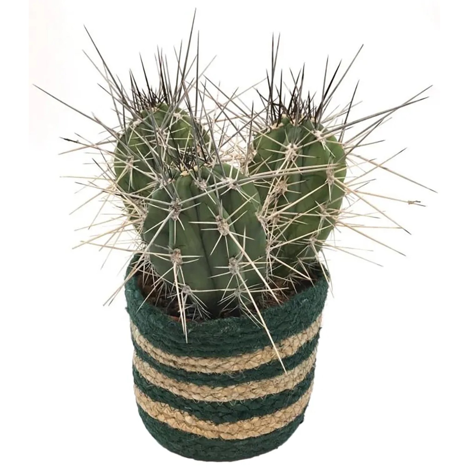 Kaktus - Sukkulente im Recycling Jutekorb  ca. 16 cm Echinokaktus kaufen  bei OBI