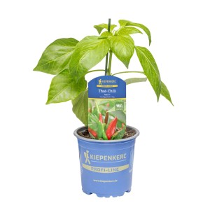 Kiepenkerl Chili-Paprika Faja im Topf, grüne Blätter, rote und grüne Chilis.