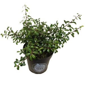 Berg-Ilex "Glorie Gem" Höhe ca. 5 - 10 cm Topf-Ø ca. 10 cm Ilex crenata