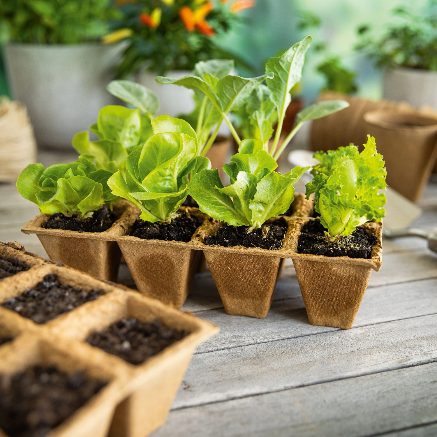 Anzuchttöpfe eckig 6 cm x 6 cm 24 Stück_3