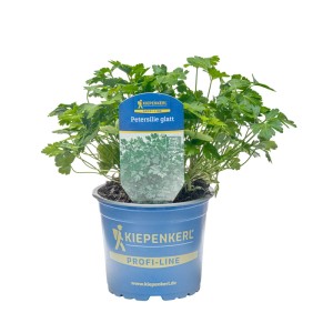 Kiepenkerl Petersilie glatt im Topf, frisches Küchenkraut für Garten & Küche.