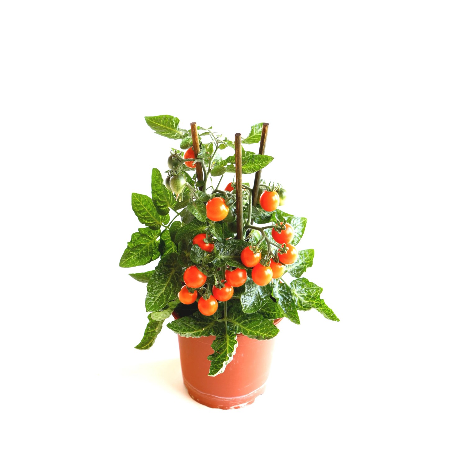 melano variegata Philodendron Melanochrysum Orange Variegated – Curious Plant Killer main image 1
