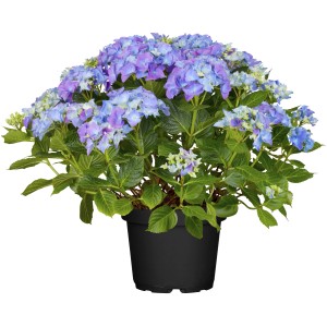 Bauernhortensie Blau Höhe ca. 40 - 50 cm Topf ca. 5 l Hydrangea