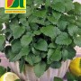 Austrosaat Zitronenmelisse Saatgut, mehrjährige Kräutersamen für Garten und Balkon.