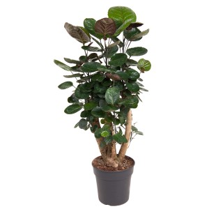 Fiederaralie 'Fabian' im Topf, ca. 85-95 cm hoch, Zimmerpflanze mit runden, grünen Blättern.