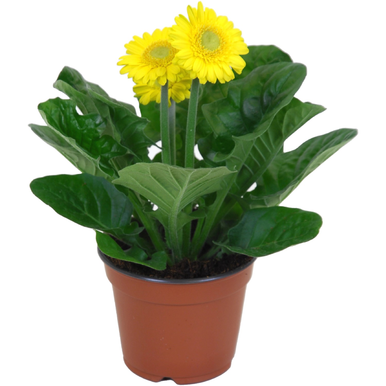 43+ Garten Gerbera Kaufen, Die gerbera garvinea® (gerbera jamesonii)