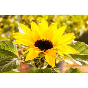 Leuchtende Sonnenblume 'Sunsation Multiflower' im Topf, ca. 35-40 cm hoch.