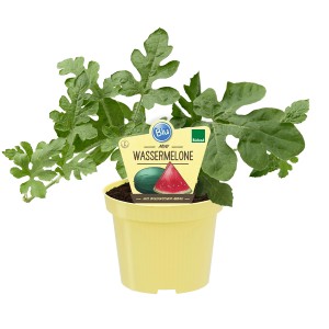 Blu Bio Wassermelone im Topf, ca. 12 cm. Blühpflanze mit grünen Blättern im gelben Topf.